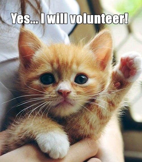Sanctuary is still in great need of volunteers! - Cover Image